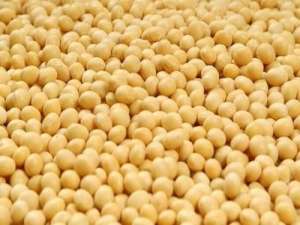 12月30日大豆早盘分析总结