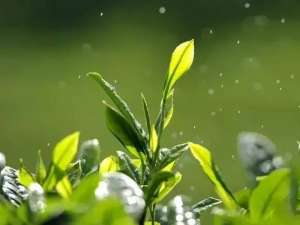 给北京带来新茶——龙贤文扶贫故事