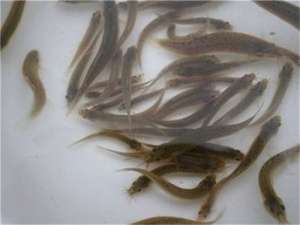 一亩地能养多少斤泥鳅？养泥鳅需要注意哪些要点？