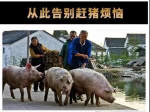 还有在养猪场抓猪的“小技巧”