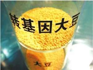 俄罗斯农业部支持转基因大豆和豆粕进入俄罗斯市场