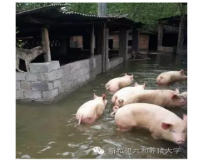 养猪场面对暴雨该怎么办？