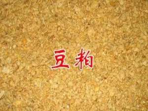 美国天气或者南美物流，谁将引爆下一轮豆粕市场
