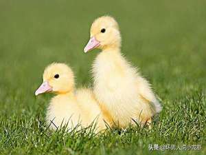 鱼塘可以养鸭吗？鱼塘养鸭技术！