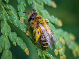 2020年蜜蜂能赚钱吗？