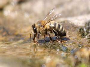 蜜蜂爬行病的症状及预防