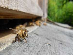 中国蜜蜂囊状幼虫病的症状及防治