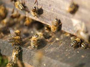 蜜蜂瘫痪的症状及预防