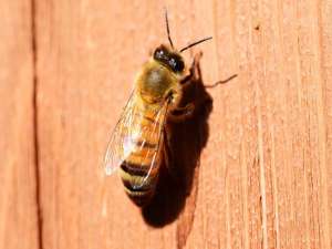 蜜蜂杀死螨虫最简单的方法