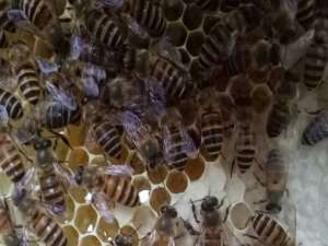 蜜蜂用什么药产棉虫？