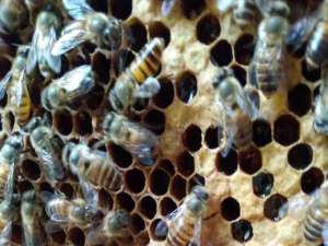蜜蜂自然分离的迹象有哪些？