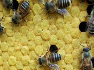 一只中国蜜蜂会失去多少天后？