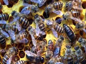 如何吸引蜜蜂自己繁殖？