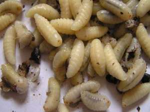 蜂蛹含有哪些营养成分？