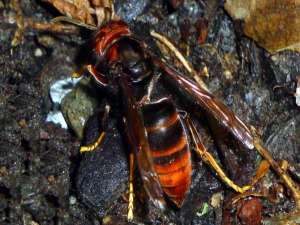 黄脚黄蜂毒性大吗？