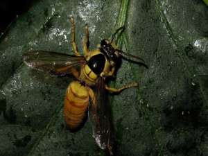 黑盾黄蜂有毒吗？