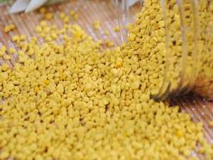 玉米花粉的功效、作用及食用方法