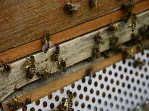 蜜蜂育种的关键技术
