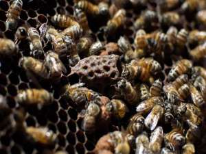 蜜蜂春季繁殖技术及注意事项