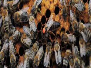 蜜蜂是如何工作的-蜂群中的蜜蜂如何分工？