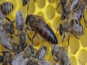 一倍体生物是否存在-蜂王是多少倍性生物？