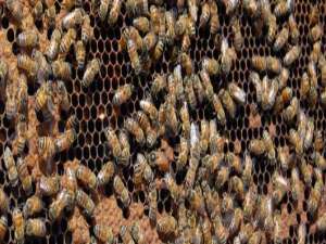 急造中蜂王能维大蜂群吗-蜂后在蜂群中的作用是什么？