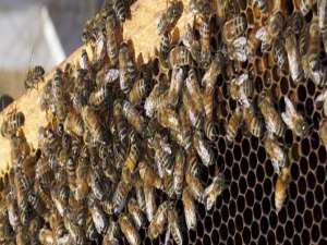 多少只工蜂可以养活蜂王-为什么蜂王比工蜂寿命长？