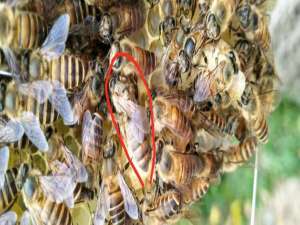 中蜂如何快速的找到蜂王-一个蜂群里有多少只蜂王？