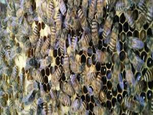 蜜蜂几倍体-无人机是多少倍性生物？