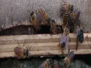 怎样繁殖蜜蜂雄蜂-蜂群里雄性太多怎么办？