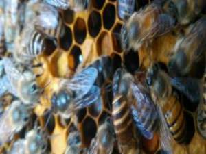 中蜂如何快速的找到蜂王-蜂群里为什么会有蜂王？