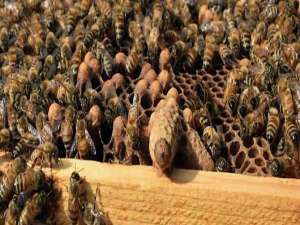 蜂群为何出现急造王台-急于造王座的蜂王能用吗？