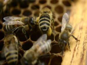 框架蜂如何快速繁殖？