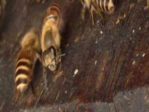 蜜蜂自然分蜂-蜜蜂为什么会自然分裂？