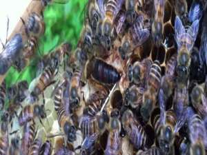 自然分蜂会分走多少蜜蜂-蜜蜂一年自然分裂几次？