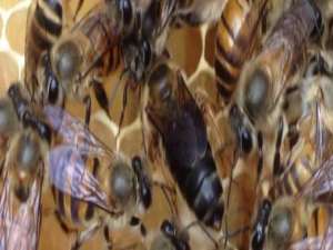 蜜蜂自然分蜂-蜜蜂自然分离的迹象有哪些？