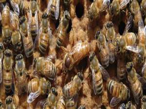 购买蜂王-只能有一只蜂王分蜂吗？