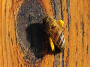 蜜蜂的养殖-养蜂有什么风险？