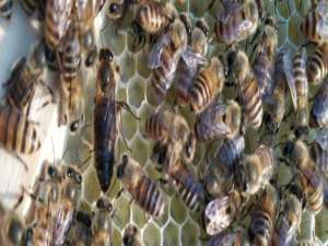 蜜蜂的养殖-养蜜蜂需要什么技能？