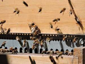失去蜂群是什么表现？