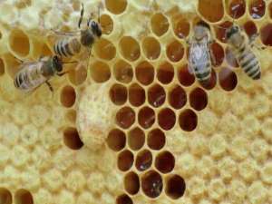 蜂王能繁殖吗？