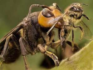 如何解决一只黄蜂吃蜜蜂的问题？