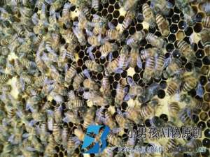 如何防止蜂巢筑巢昆虫？