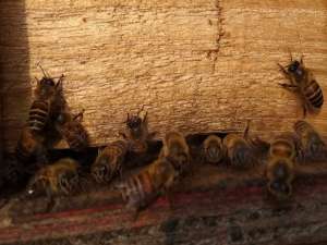 中国蜜蜂多少天检查一次蜂群？
