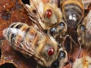 蜜蜂和螨虫是如何度过一生的？