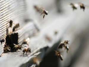 蜂螨是什么原因造成的？
