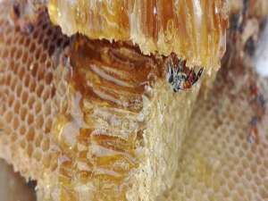 吃蜂巢蜜有什么好处-蜂巢蜂蜜怎么吃？