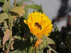 有什么关于蜜蜂的知识？认识这些蜜蜂在养蜂的时候可以事半功倍！