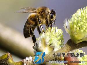 蜜蜂有什么特点？典型的群居昆虫，蜂群中的三种蜜蜂各有各的功能！