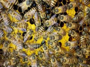 蜜蜂养殖有哪些技术？学习这些养蜂技术，蜜蜂养殖可以得心应手！